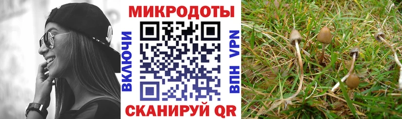 Галлюциногенные грибы Cubensis  даркнет сайт  Обоянь 